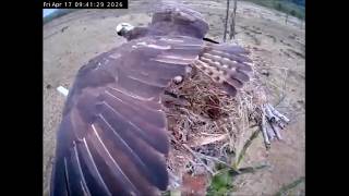 17 Apr 26 am ~ Egg #1 🥚 and INTRUDER on Nest2 ~ ©️CWT,FoulshawMoss