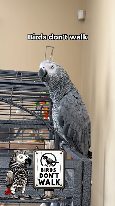 Birds Don’t Walk… They Eat what? 😳#talkingparrot #africangrey