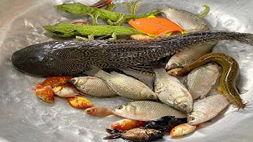 Kem Chanel lấy xe rùa đi bắt cá được cá vàng, cá chép, cá mập, cá sấu, con cua, chó con thả bể bơi