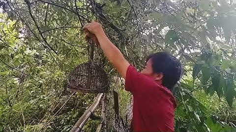 Yos hav zoov 2021 cuab noog mas 1 tus poj tsu vaj -