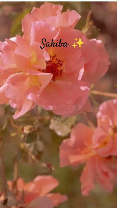 Sahiba (flower version) ##trend ##love ##sahiba##music ##lofi