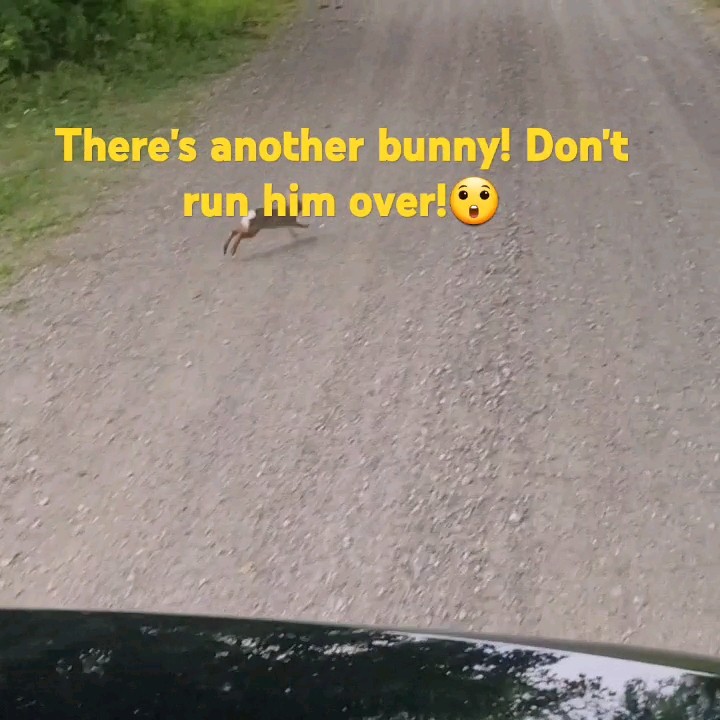 Don't run over the bunny 😅 - YouTube