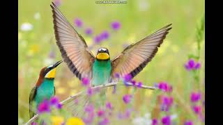 Two Birds