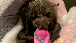 Rescuing a baby flyingfox;  this is Strawberry Daiquiri