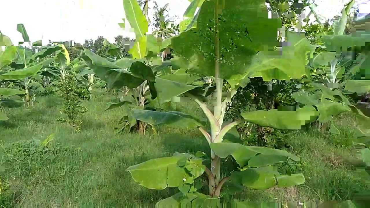 PISANG AMBON WARANGAN MUDA,,3X3.. 