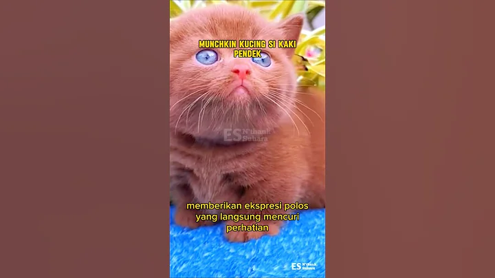 Video 11805941: adorable munchkin cat, munchkincat cutecat, cat colors