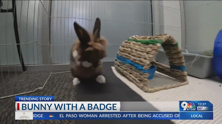 A bunny becomes a police officer