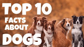 10 incredible Facts About Dogs That Will Leave You Amazed 🐶 Furry Friends Fun