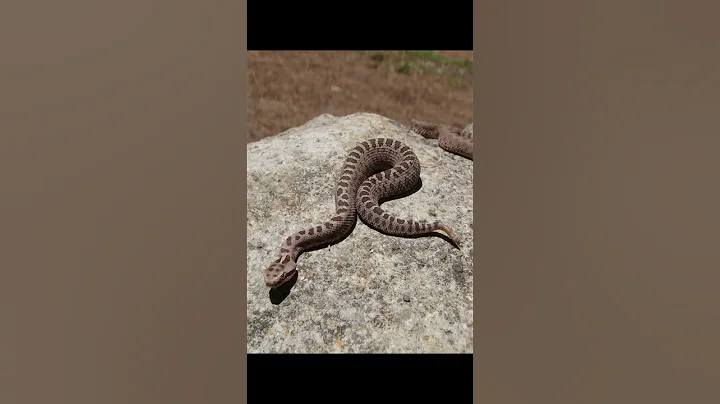 Mojave Green Rattlesnake and Dusky Rattlesnake