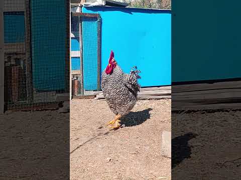 Beautiful Amrock Rooster | Strong and Healthy Backyard Chicken