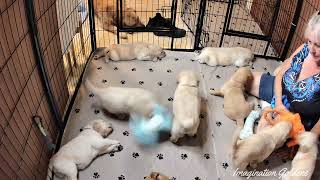 It's Napping Time Now! by Imagination Goldens 183 views 10 months ago 3 minutes, 1 second