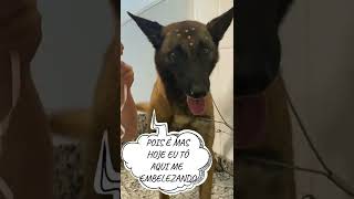 BANHO EM PASTOR DE MALINOIS 2