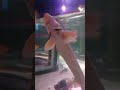 подводный мир. fisch