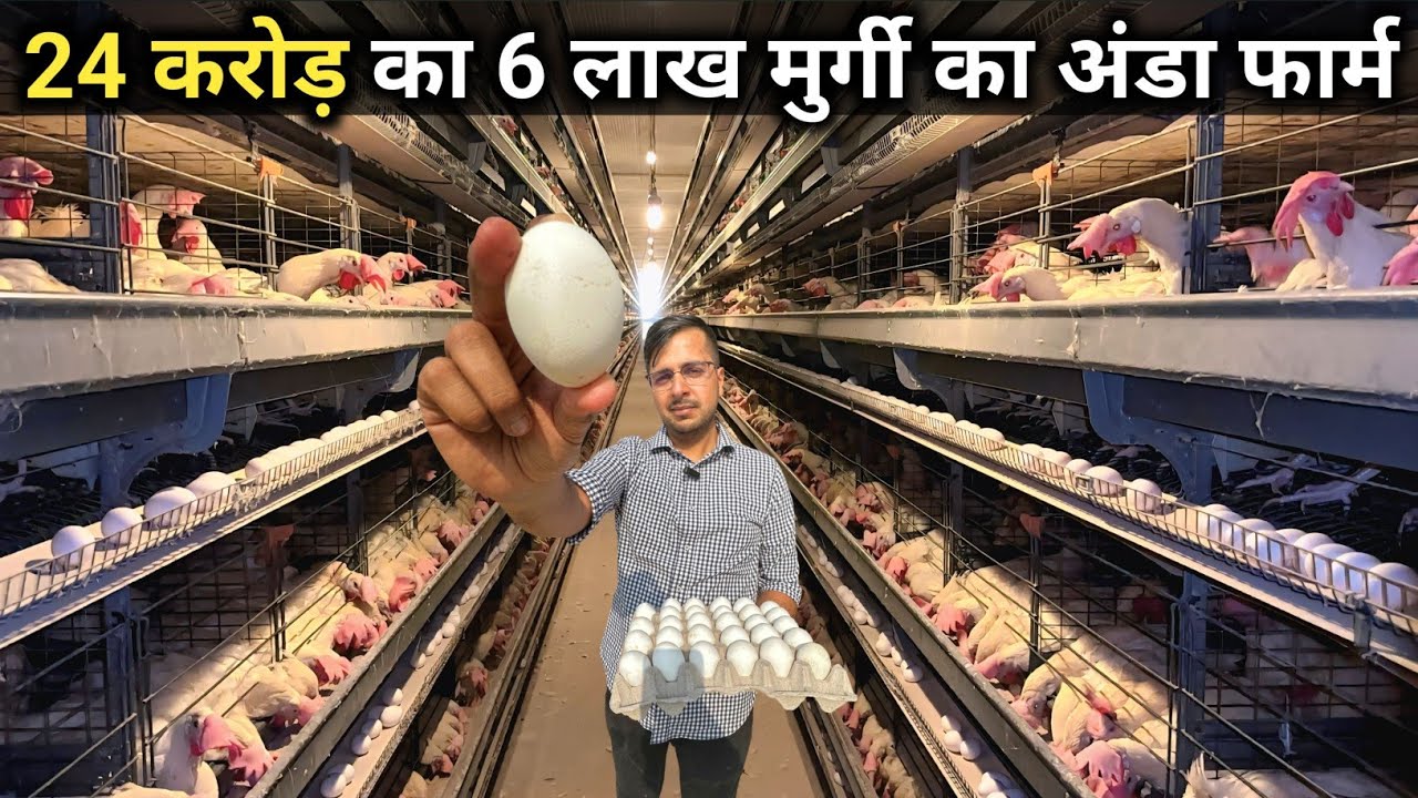 4 लाख अंडे रोज आते हैं इस पोल्ट्री फार्म से | Layer Poultry Farming | Automatic Egg Poultry Farm