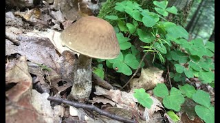 Які гриби можна збирати в липні в Трускавці. Простий рецепт смачної пасти с грибами.