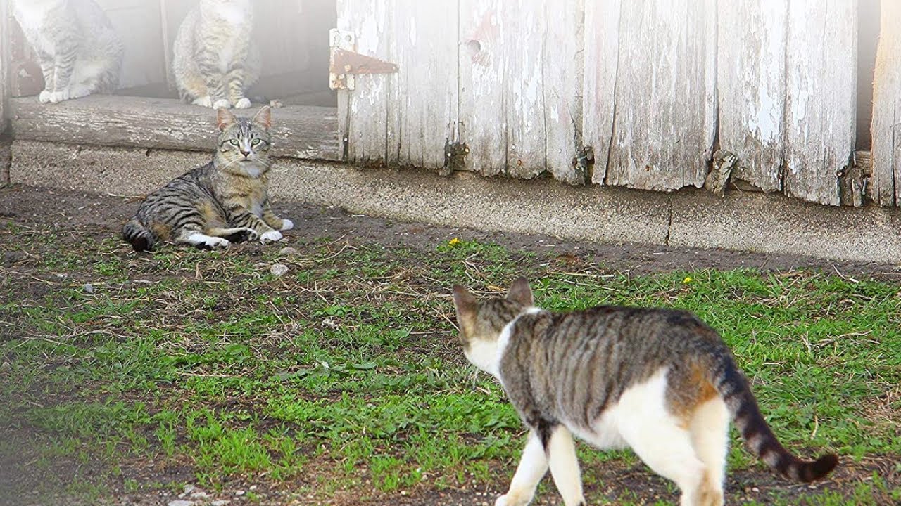 K&H Pet Products Heated MultiKitty AFrame Outdoor Cat House, Feral