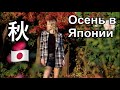Осень в Японии/日本の秋/Мое любимое время года/Прогулка по Токио/ 銀杏