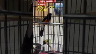 Download Lagu #kicaumania MURAI BATU GACOR,,SPESIAL ISIAN KOMPLIT MASTERAN MURAI BATU#.... MP3