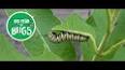 The Fascinating World of Entomology: Exploring the Diversity and Significance of Insects ile ilgili video