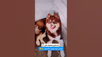 هاسكي شرس معقوله 