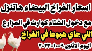 اسعار الفراخ البيضاء اليوم سعر الفراخ البيضاء اليوم الاثنين ٩-١٠-٢٠٢٣ في المحلات في مصر