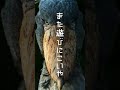 那須どうぶつ王国 2026春CM 　#那須どうぶつ王国