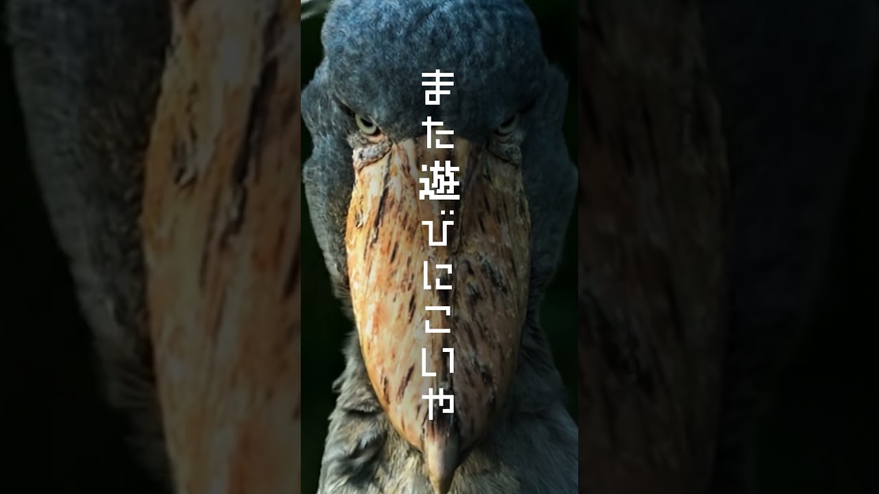 那須どうぶつ王国 2026春CM 　#那須どうぶつ王国