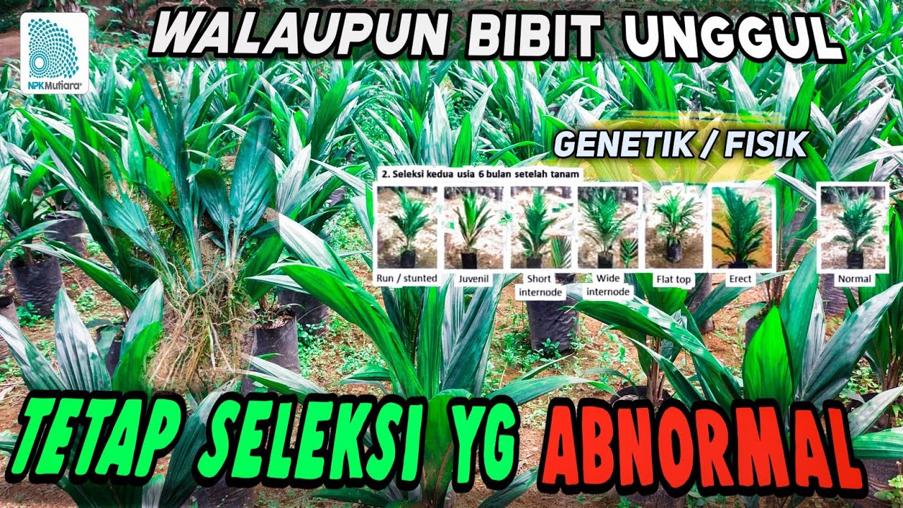 SELEKSI AFKIR/ABNORMAL PADA BIBIT SAWIT USIA 7-9 BULAN dst, BIBIT SAWIT UNGGUL UNTUK HASIL OPTIMAL❗❗