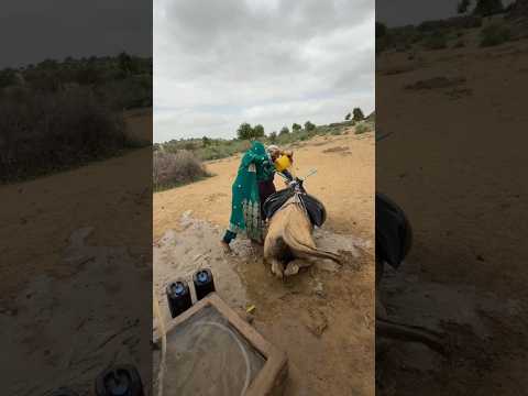 مشهد بدوي أصيل لشاب وفتاة يملآن القربة بالماء ليحملها الجمل في قلب الصحراء