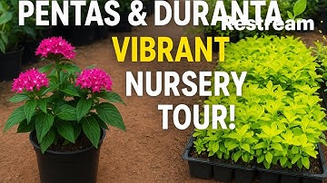 Go live from your browser with Restream Studio