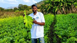 Inside Our Beans and vegetables Farm||Plus Fencing Our Land
