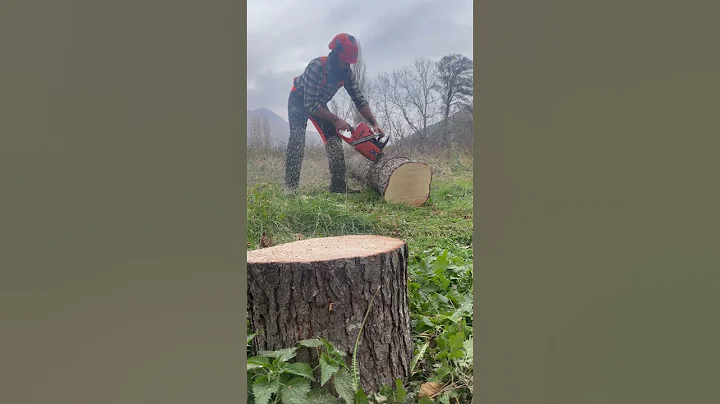 #husqvarna #logging #chainsaw #lumberjack  #asmr #bushcraft #forest  #satisfying #wood #tree