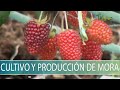 Cultivo y produccion de mora - TvAgro por Juan Gonzalo Angel Restrepo