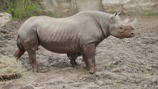 Rhino Calf Hazina Makes Her Debut at Lincoln Park Zoo
