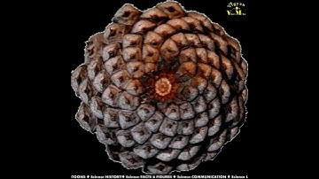 Fibonacci Series in Nature |#Shorts| |vishalmuliya|