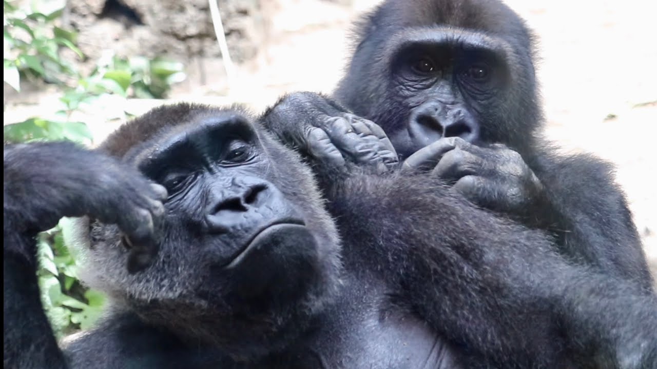 わんぱくラッコ げんきなコタロウ わんぱくラッコ げんきなコタロウ