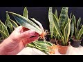 How to Propagate a Snake Plant in water very easy / Sanseveria
