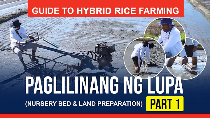 Guide to Hybrid Rice Farming - Part 1 (Nursery bed & land preparation) - DayDayNews