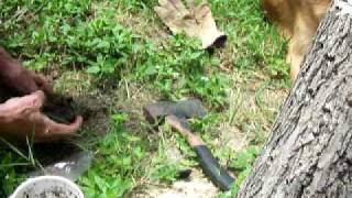 edarem -  Planting A Pine Tree