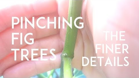 Why You Should be Pinching Your Fig Trees - Part 2