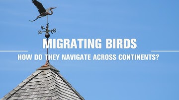 How do birds navigate?