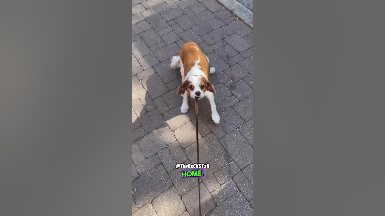 Dog Refuses to Go To the Vet! RxCKSTxR Comedy Voiceover YouTube