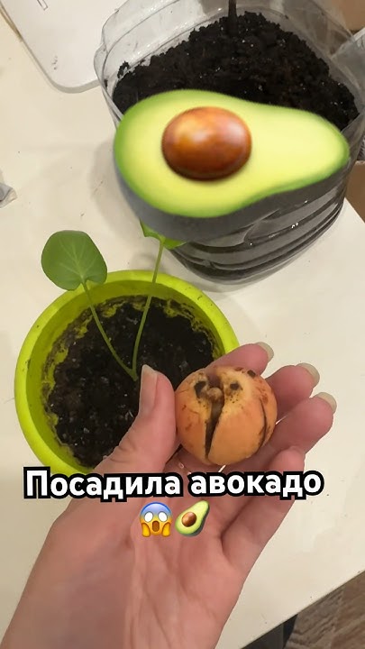 Посадила авокадо косточку! 🥑😱😳🌱💚#авокадо #авокадик #росток #сажаем # ...