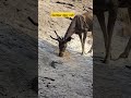 Sambar Deer Call Ranthambore Tiger Safari Wildlife Tigerreserve Jungle Wild And Nature Wild Sambar Deer Call Ranthambore Tiger Safari Wildlife Tigerreserve Jungle Wild And Nature Wild