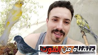 إنقاد فراخ تشبه الكناري و الحل نهائي للقضاء على الفاش