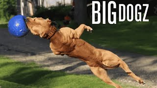 Training The Ultimate Protection Dog! | BIG DOGZ
SUBSCRIBE to Beastly: http://bit.ly/2ceCJY0
Meet Ace, an elite protection dog capable of jumping through second-story windows to neutralise armed intruders. This three-year-old American pit bull has been trained to recognise a range of weapons, from handguns to knives, and has the potential to easily kill a man if given the command. Ace is the star of Dark Dynasty K9s, a facility specialising in training executive protection dogs for police, celebrities, and billionaire clients worldwide. Achieving this level of expertise requires years of intense training. Marlon Grennan, Aces trainer, has been working with him five times a week for the past three years at their facility in New Hampshire, ensuring constant interaction and discipline.
To see more from Dark Dynasty K9s click the following links:
https://instagram.com/darkdynastyk9s/...
http://www.darkdynastyk9s.com/
Videographer / Director: Ruaridh Connellan
Producer: John Balson, Nick Johnson
Editor: Josh Douglas, Kyle Waters
Follow your favourite Beastly shows on Facebook and Instagram!
Big Dogz: https://www.facebook.com/BIGDOGZSHOW/
Beastly: https://www.instagram.com/beastlyshow/
Dog Dynasty - https://www.instagram.com/dogdynastyshow/
Check out more videos here!
Truly: https://www.youtube.com/user/barcroftmedia/featured
Barcroft Cars: https://www.youtube.com/user/BarcroftCars/featured Training The Ultimate Protection Dog! | BIG DOGZ
