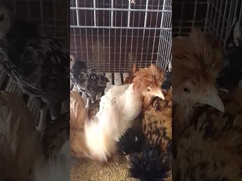 #цыплята #курица #животные #природа #еда #ферма #chicks #chicken #animals #food #farming #organic