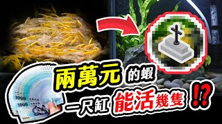 在1尺魚缸加入2萬元的24k黃金米蝦會有什麼後果 20,000 dollars shrimp in 30cm Fish Tank.