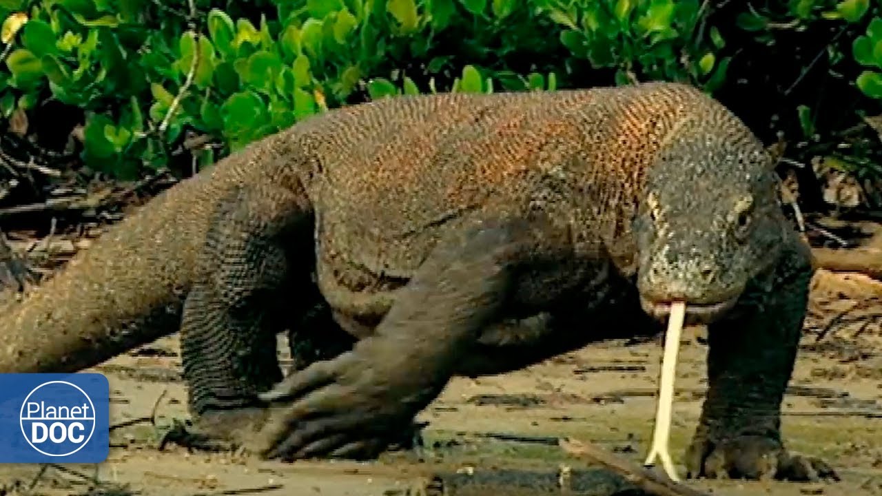 Knowing the Komodo dragon, one of the animals most feared by man (2021)