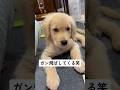 実は甘えん坊【ゴールデンレトリバー】#dog #goldenretriever #ゴールデンレトリバー